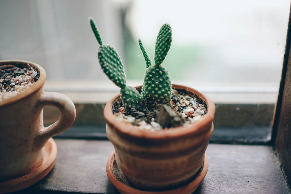 Houseplants