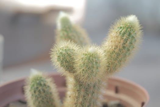 house plants