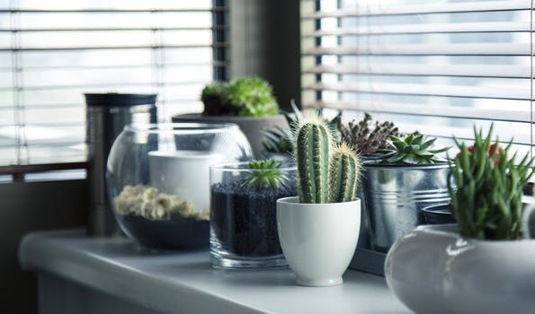 taking care of houseplants